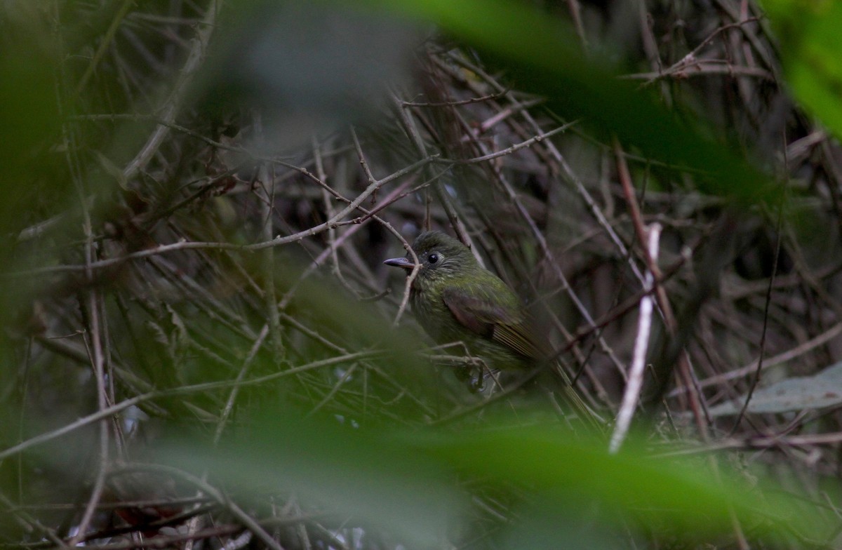 Olive-striped Flycatcher - ML38406451