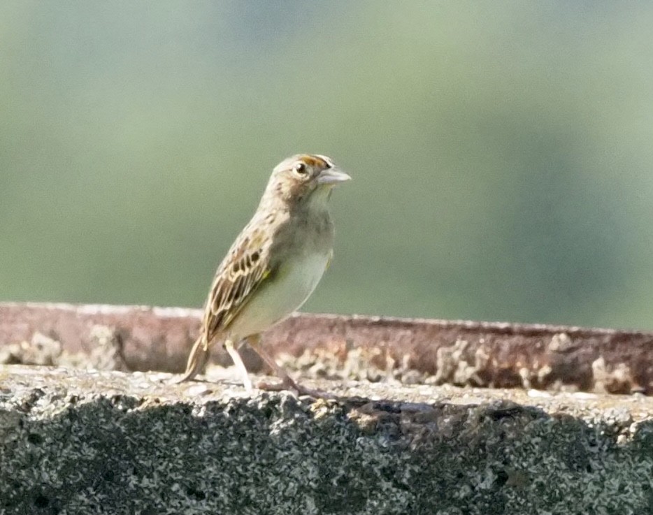 Grasshopper Sparrow - ML384065341