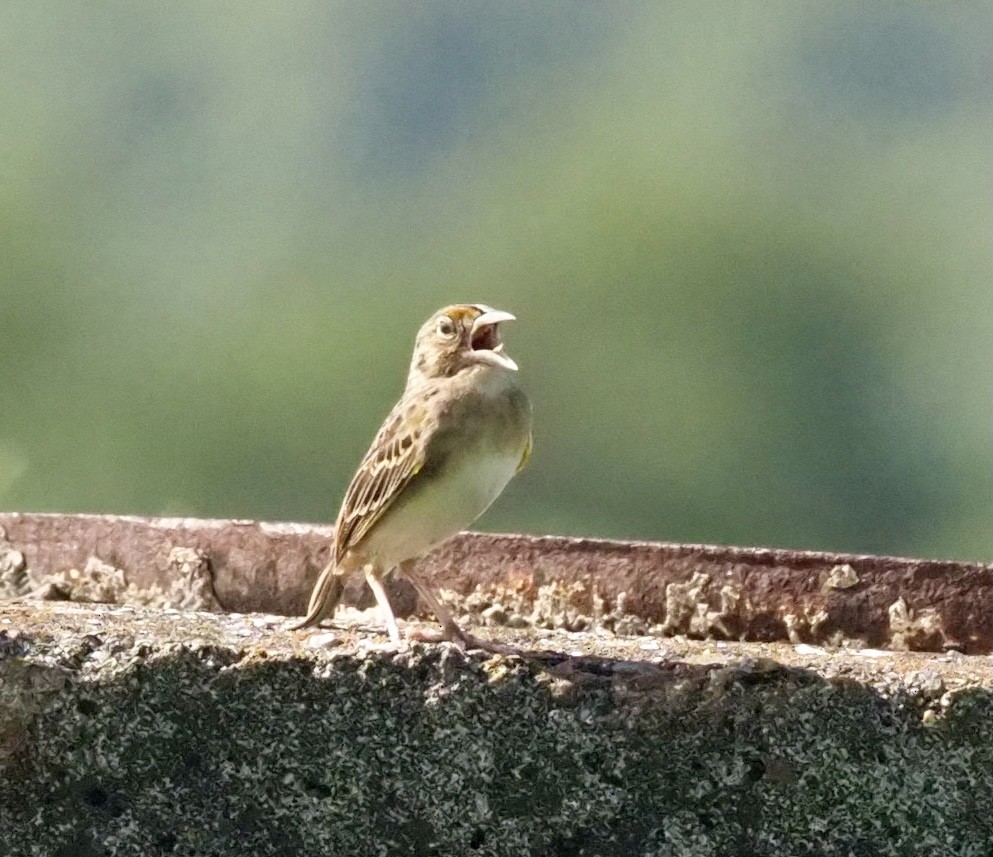 Grasshopper Sparrow - ML384065351