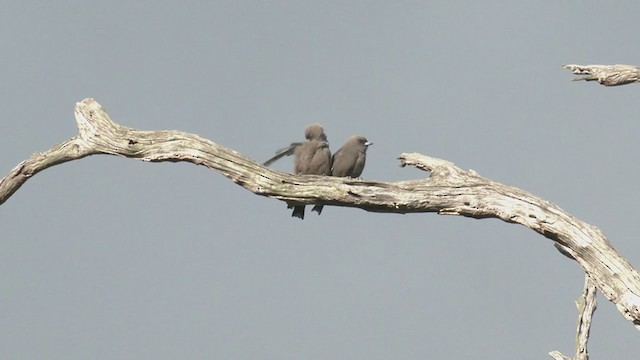 Dusky Woodswallow - ML384065651