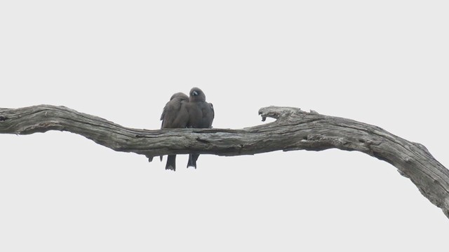 Dusky Woodswallow - ML384065661