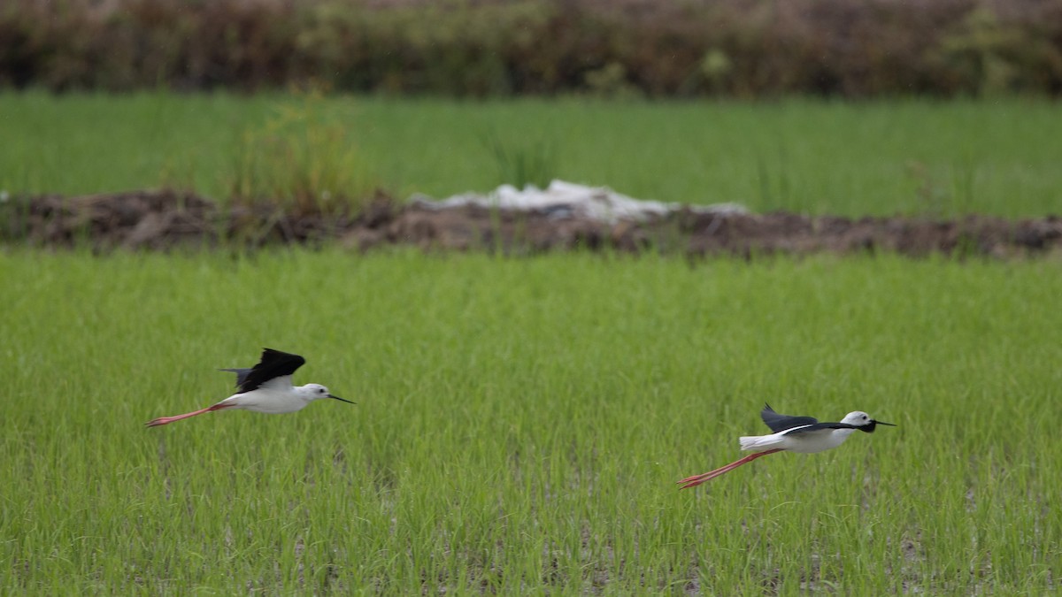 Black-winged Stilt - ML384066051