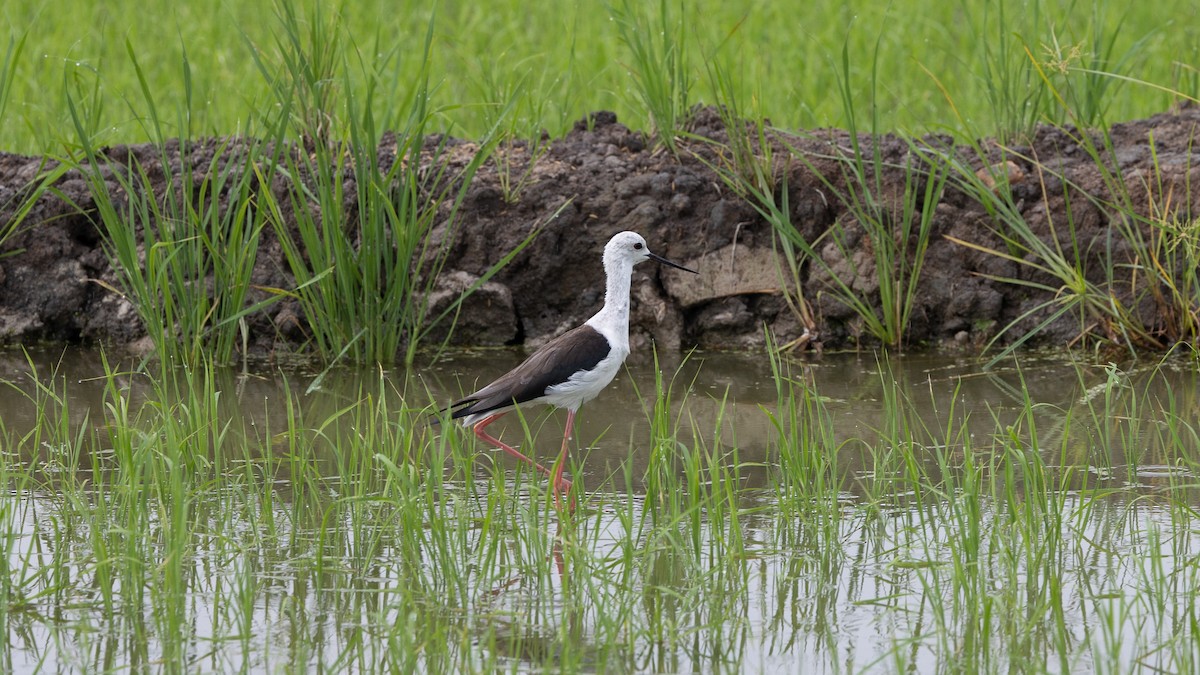 Black-winged Stilt - ML384066071