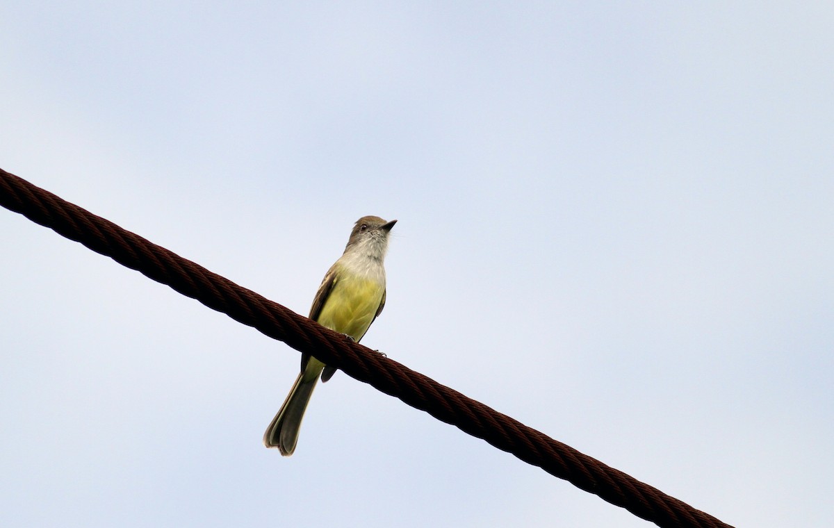 Pale-edged Flycatcher - ML38406661