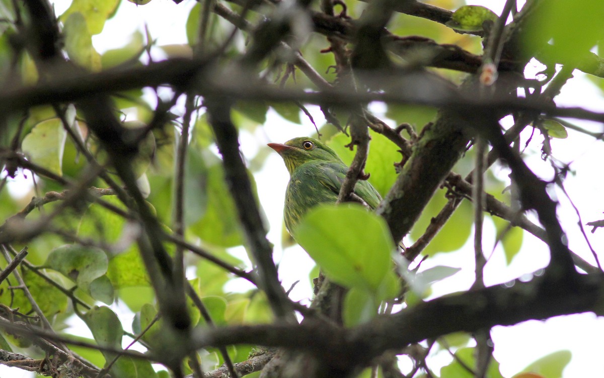 Golden-breasted Fruiteater - ML38406791