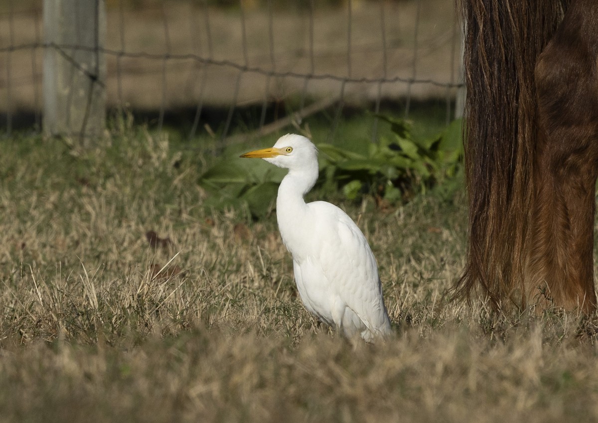 Western Cattle Egret - ML384068031