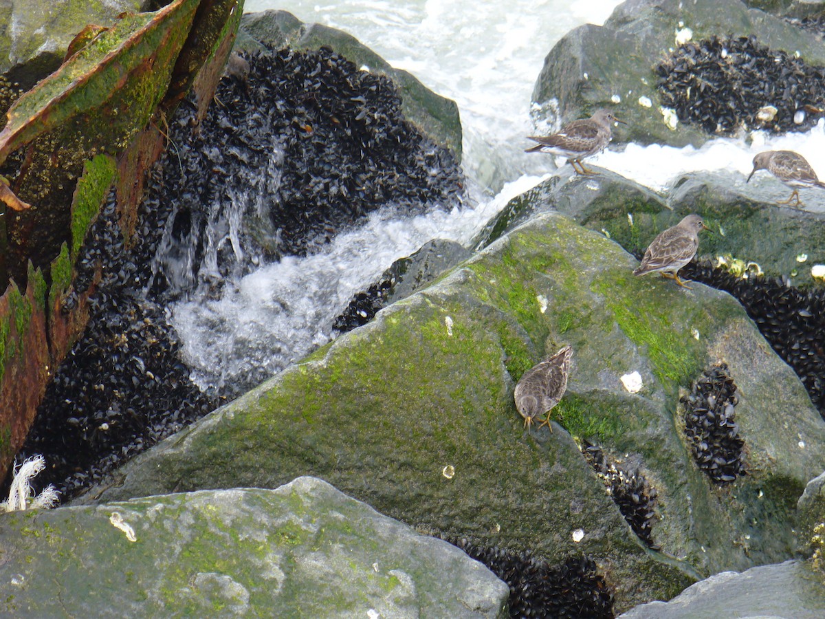 Purple Sandpiper - ML38406811