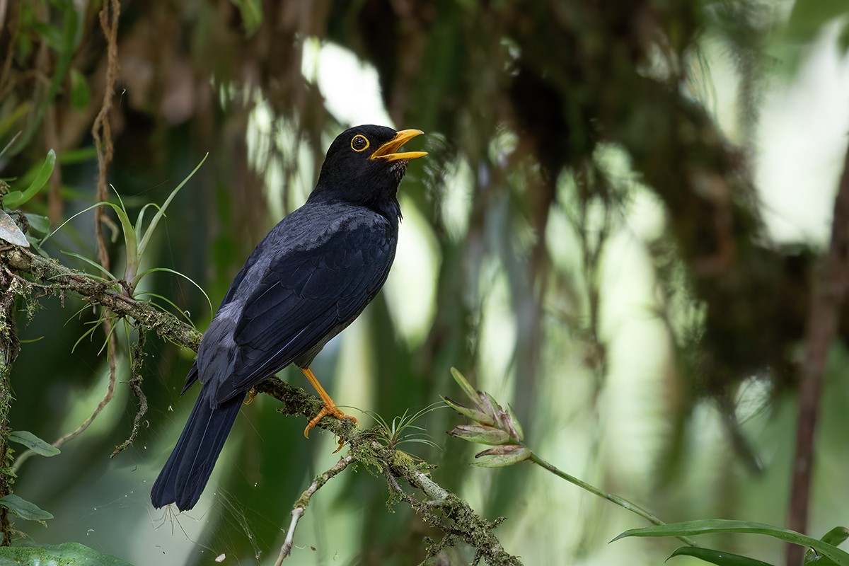 Yellow-legged Thrush - ML384068531