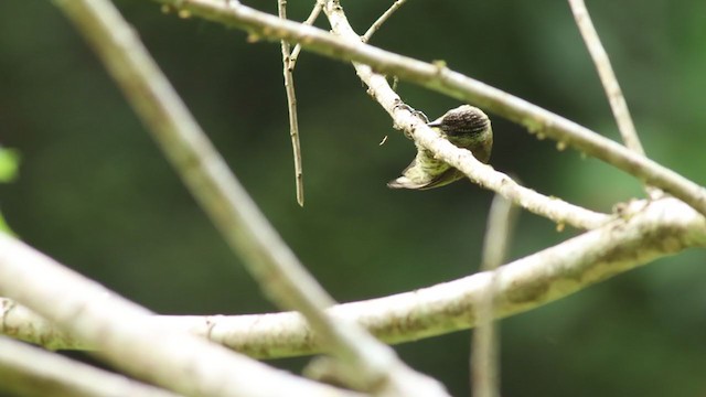 Bar-breasted Piculet - ML384068891