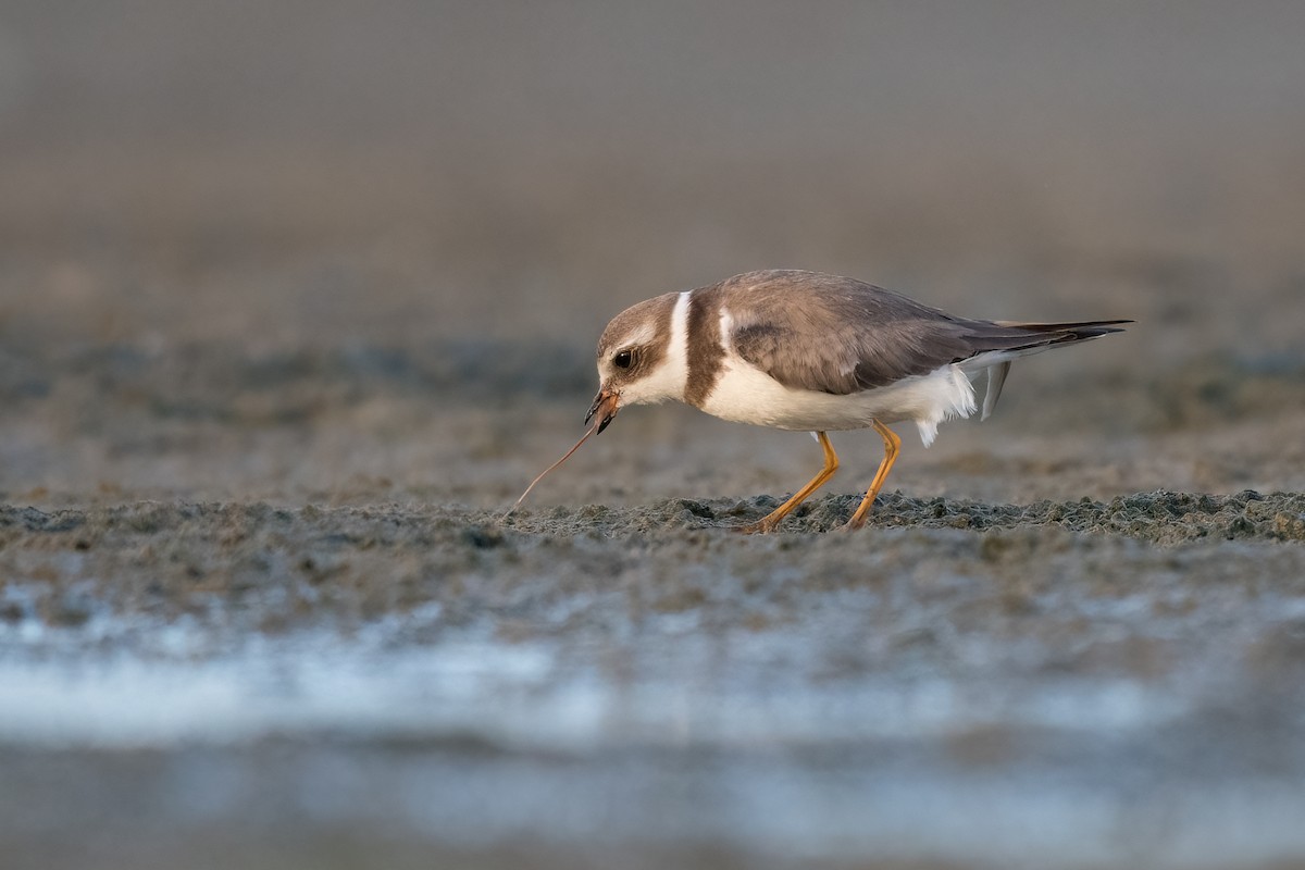 Semipalmated Plover - ML384070311