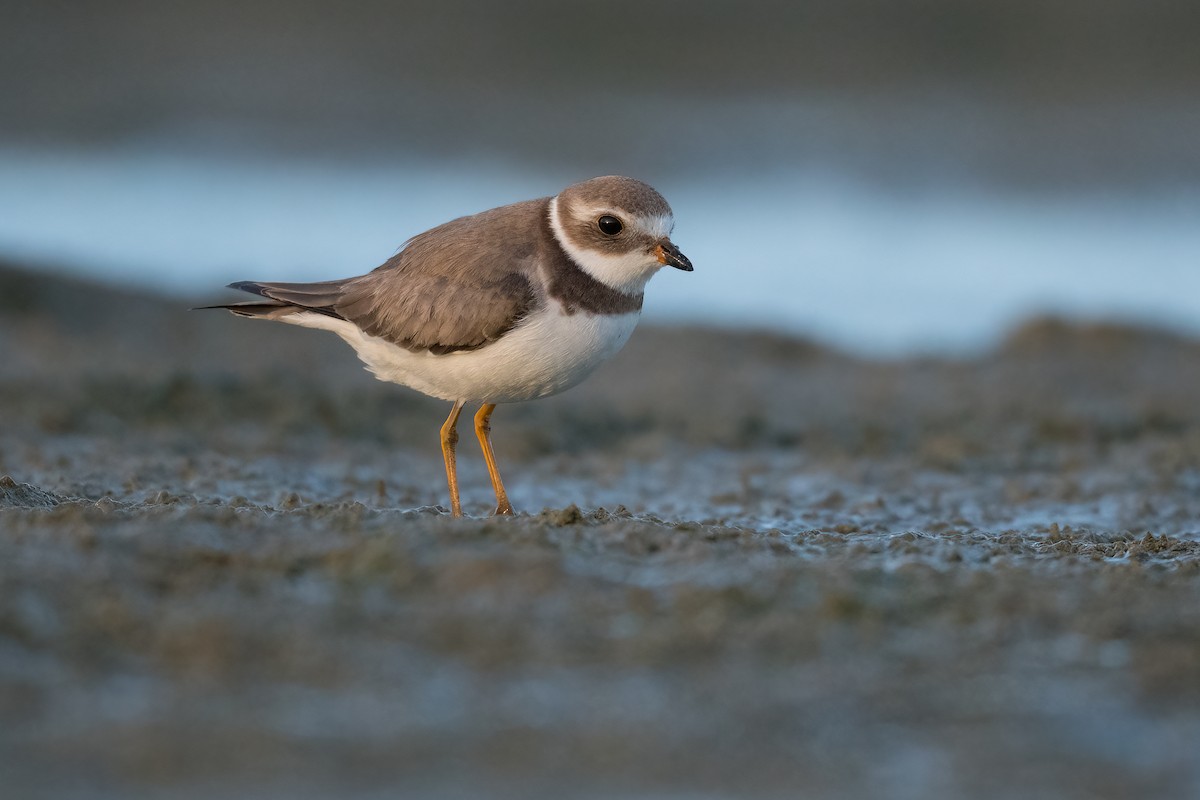 Semipalmated Plover - ML384070391
