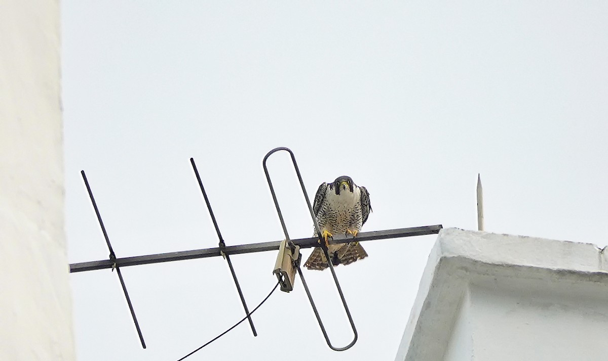 Peregrine Falcon - ML384071001