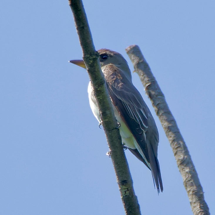 Olive-sided Flycatcher - ML384071031