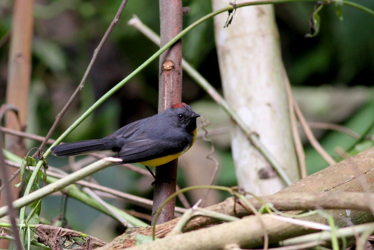 Slate-throated Redstart - ML38407141