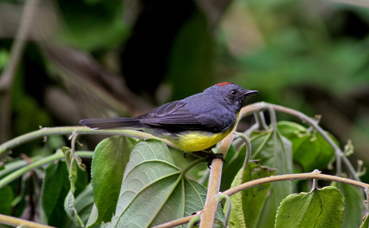 Slate-throated Redstart - ML38407161