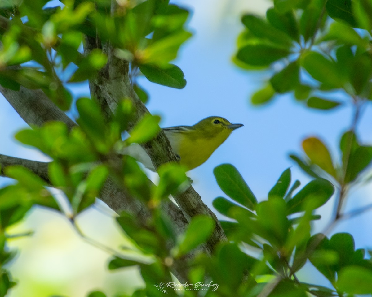 Yellow-throated Vireo - Ricardo Sánchez