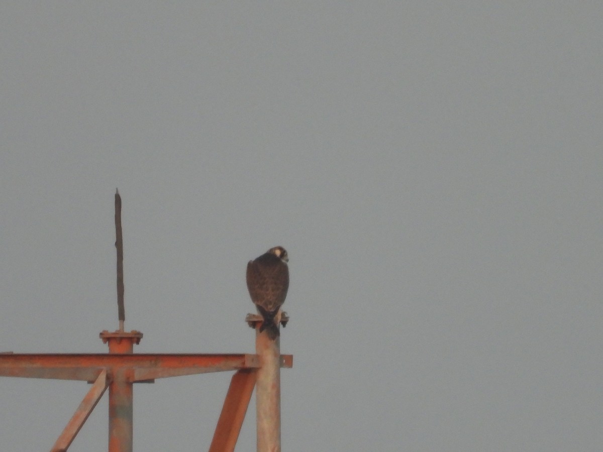 Peregrine Falcon - ML384073701