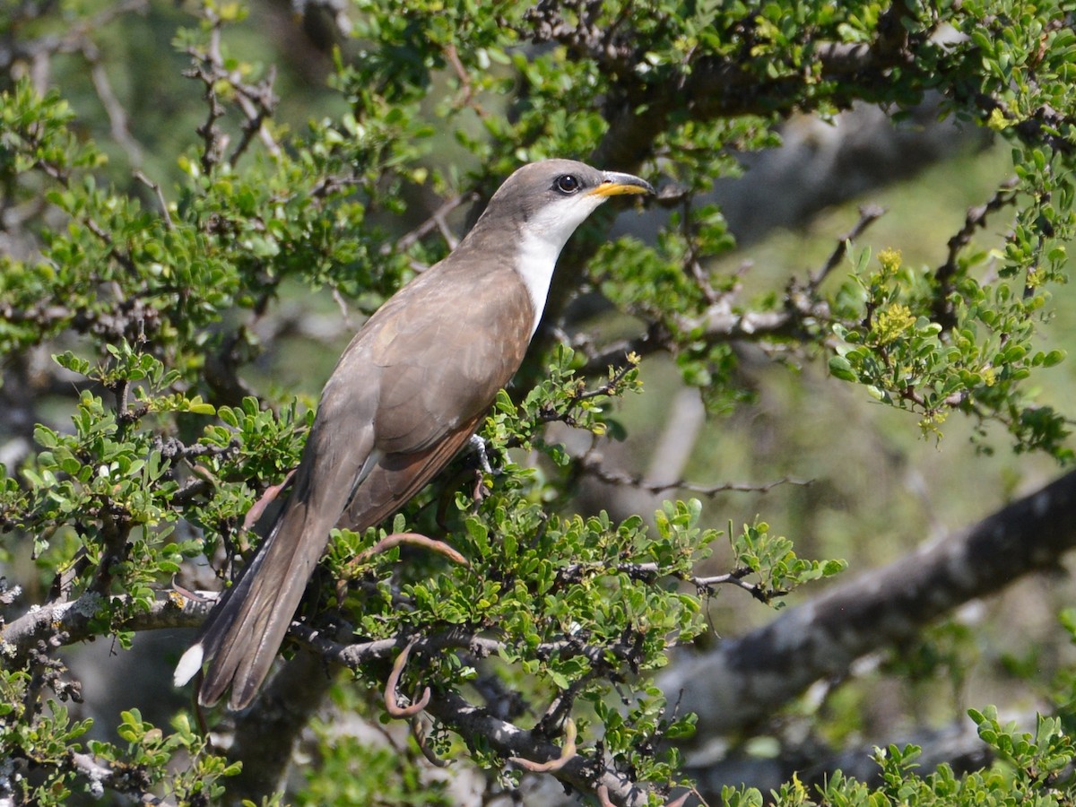 Yellow-billed Cuckoo - ML38407541