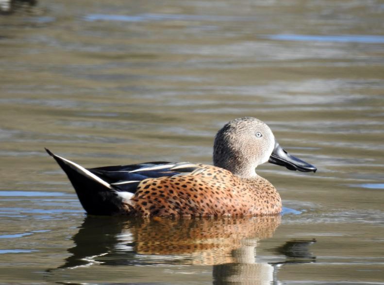 Red Shoveler - ML384076871