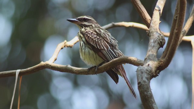 Streaked Flycatcher - ML384077411