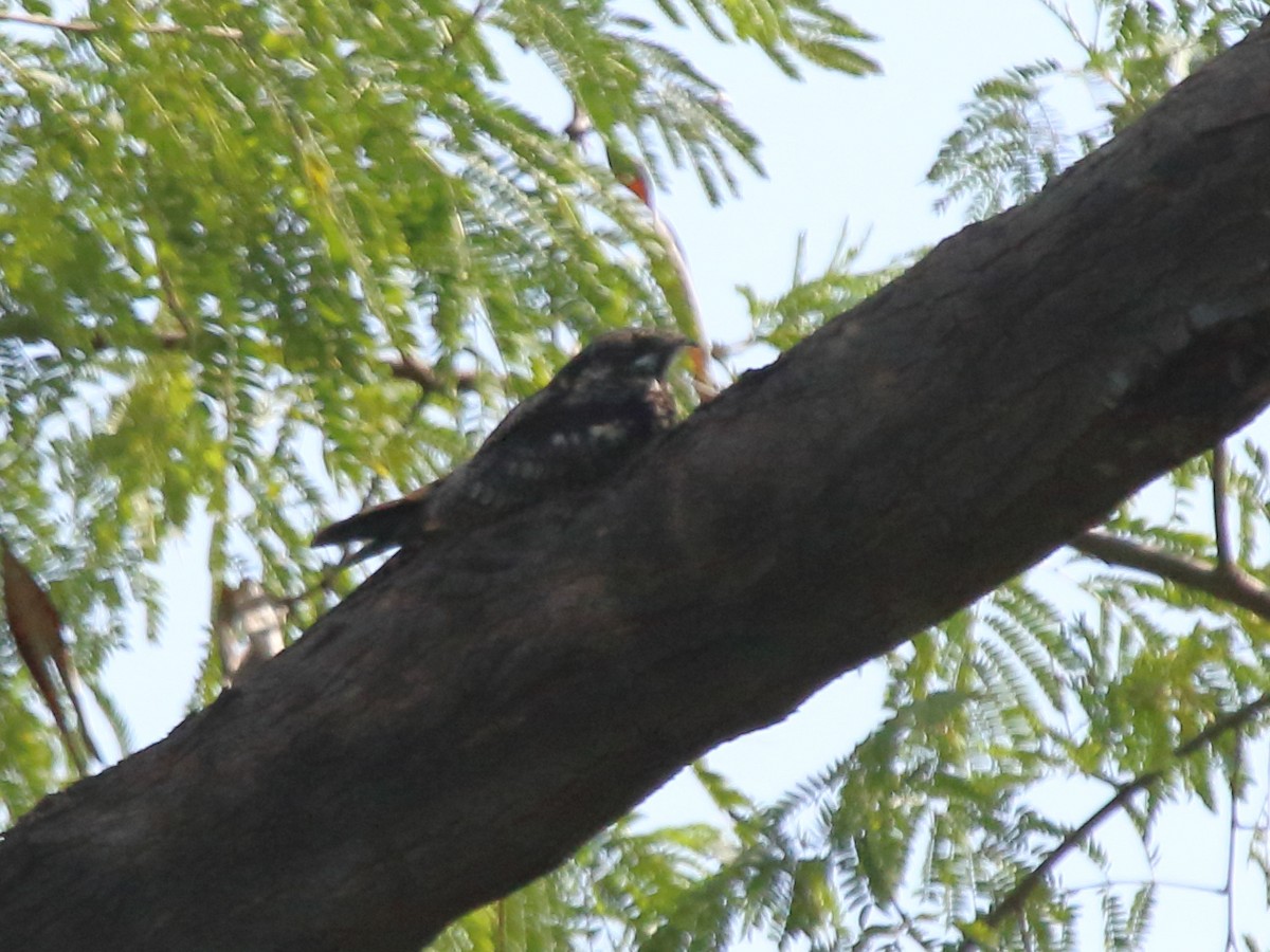 Jungle Nightjar - ML384079591