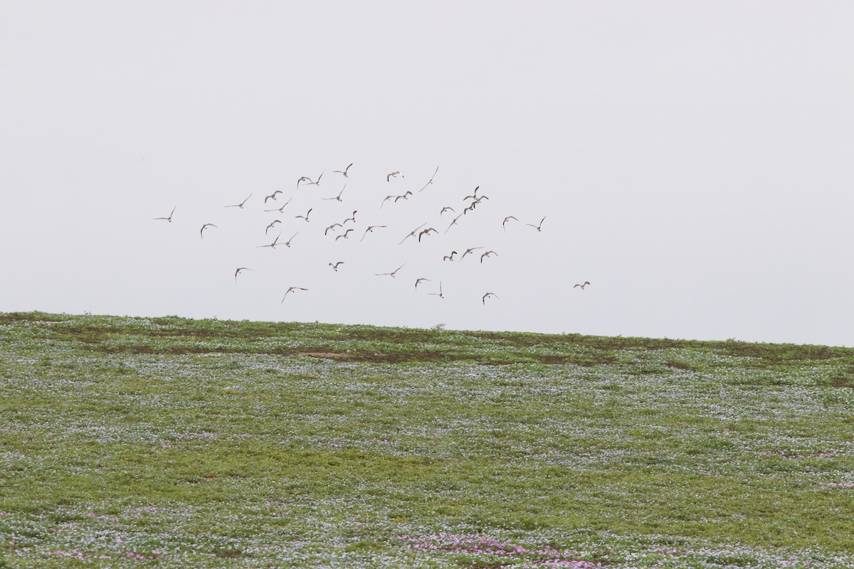 Wilson's Phalarope - ML384079681