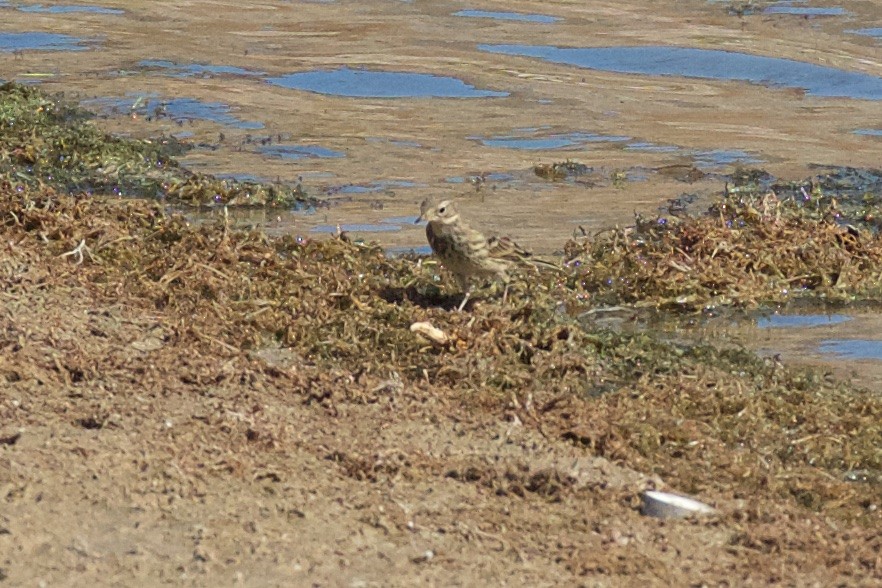 American Pipit - ML384079911