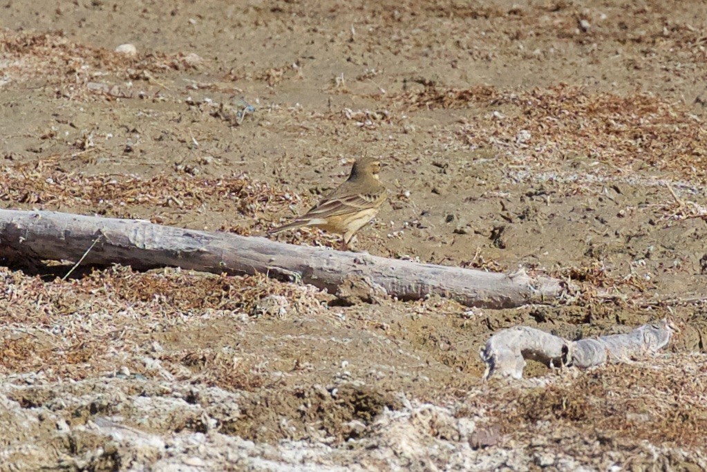 American Pipit - ML384080471