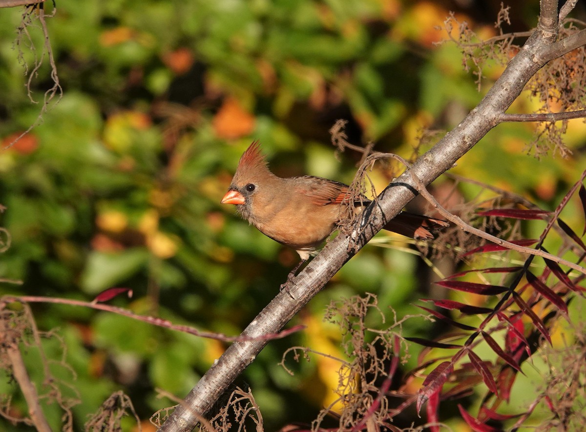 Northern Cardinal - ML384081161