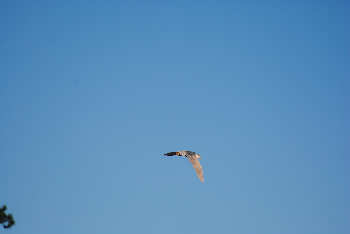 Black-crowned Night Heron - Matthew Emrich