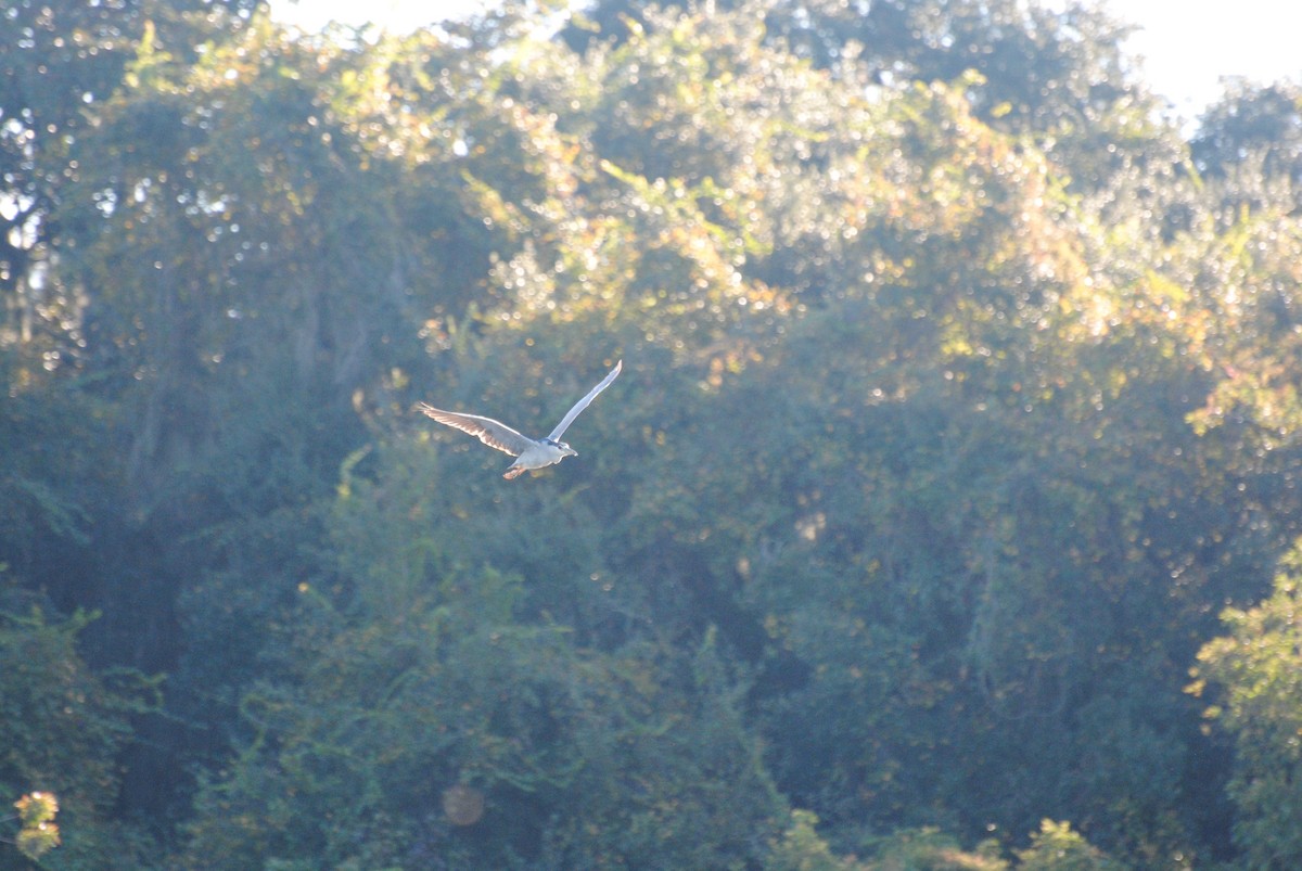 Black-crowned Night Heron - ML384081821