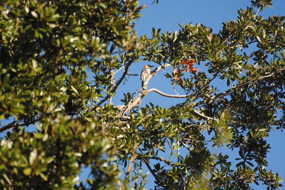 Red-bellied Woodpecker - ML384082241