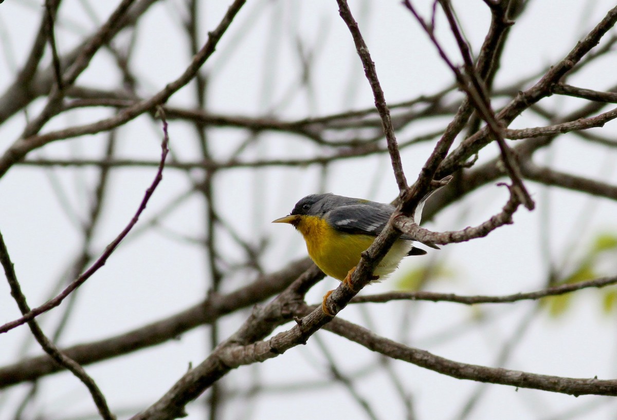 Tropical Parula - ML38408491