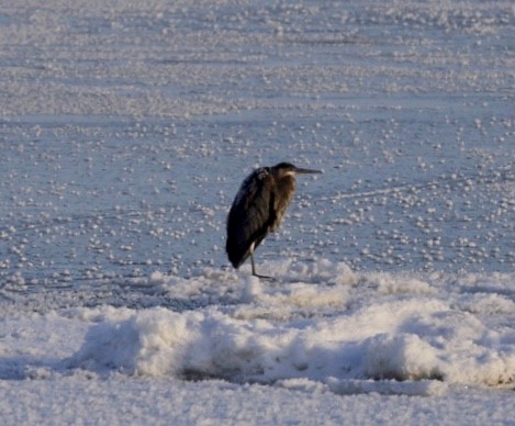 Great Blue Heron - ML384086651