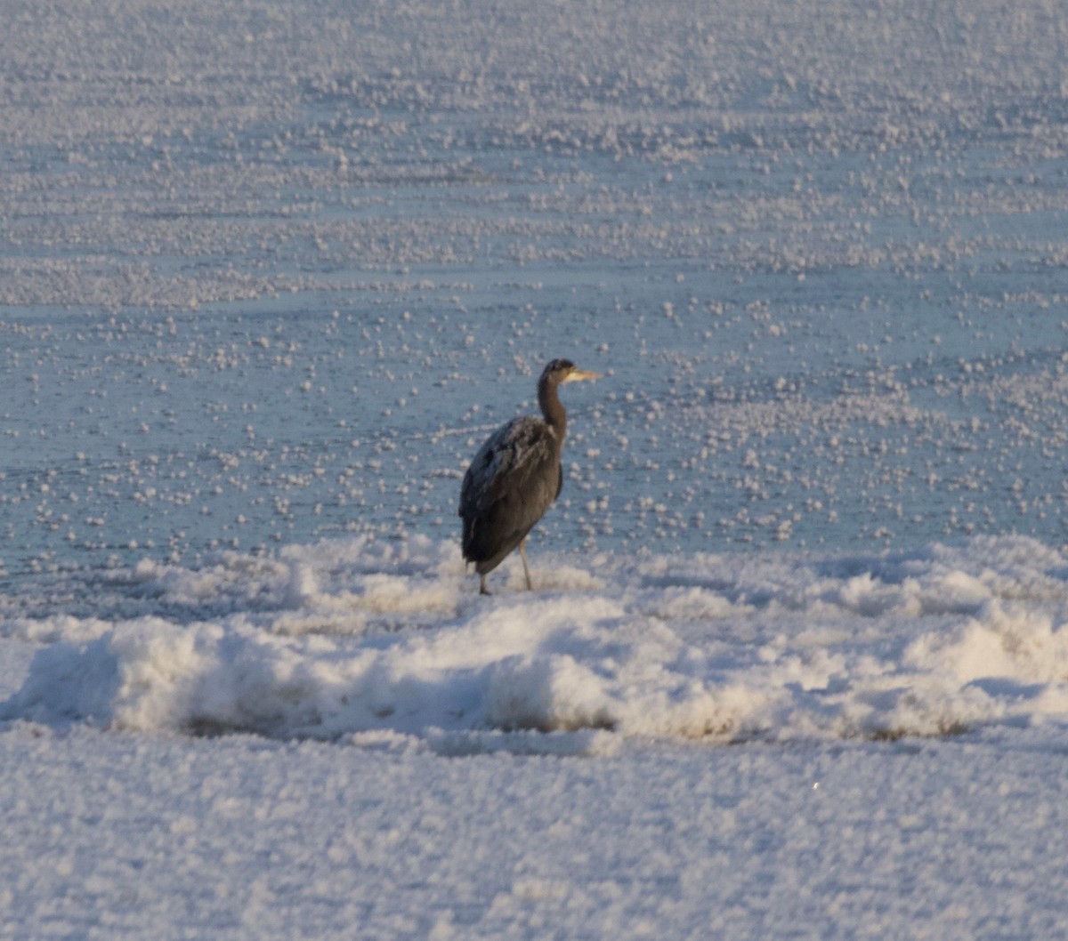 Great Blue Heron - Isaac Helmericks