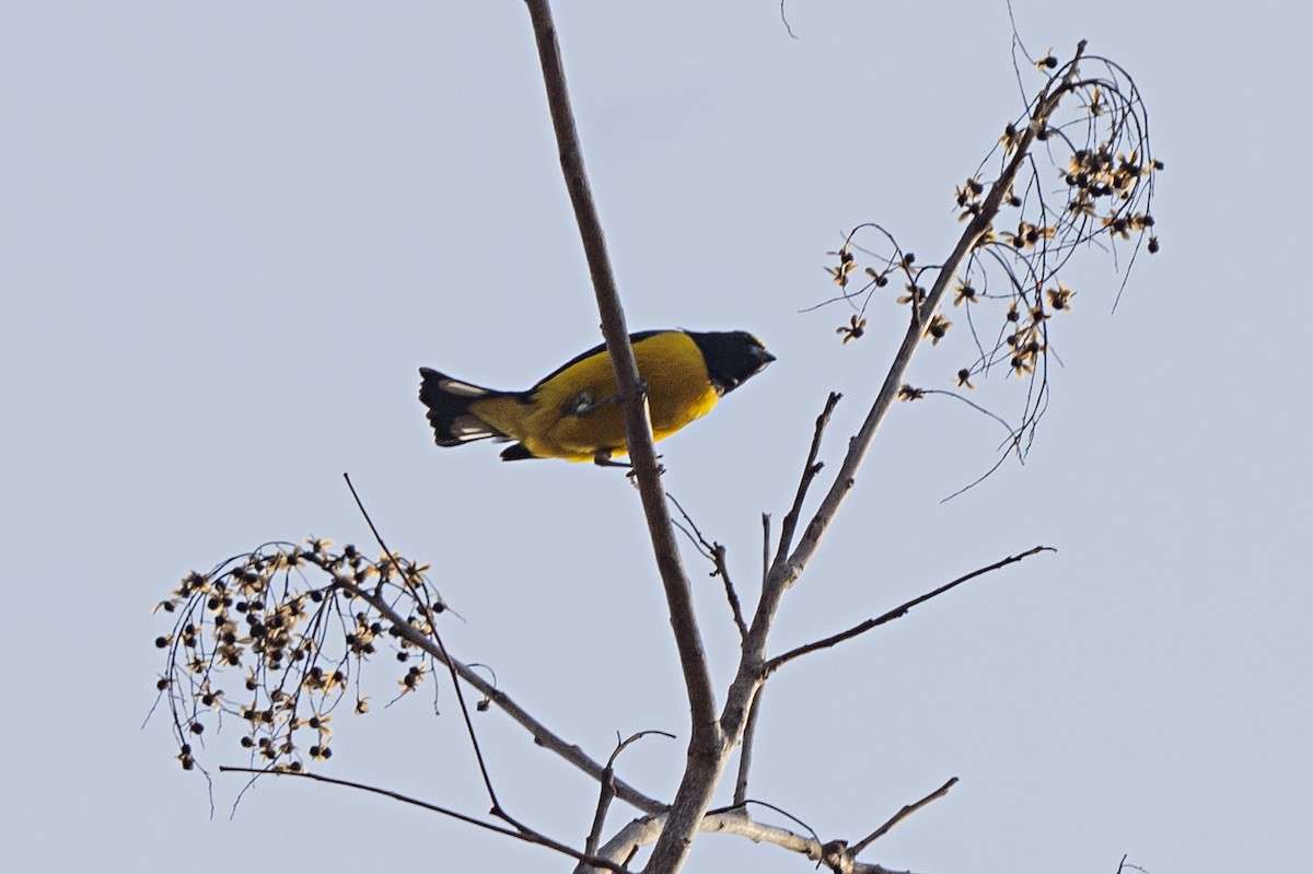 Purple-throated Euphonia - Guillermo  Saborío Vega