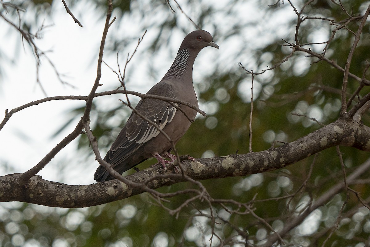 Picazuro Pigeon - ML384088651