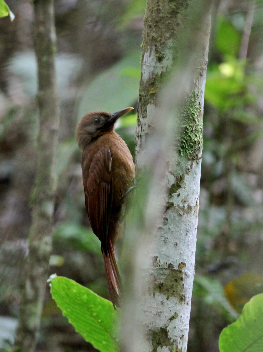 Plain-brown Woodcreeper (Plain-brown) - ML38408891