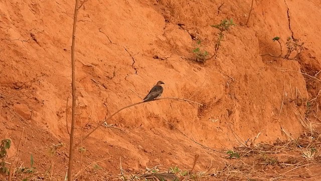 Tawny-headed Swallow - ML384089421