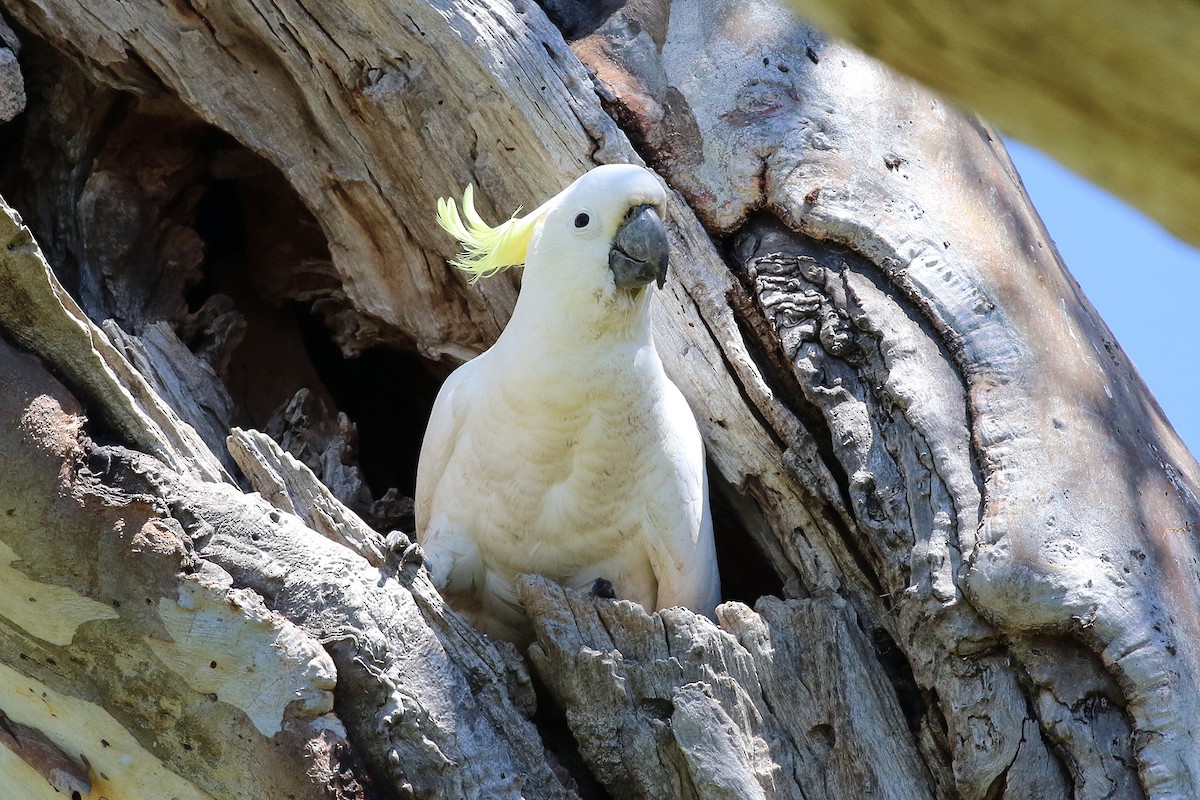 Sulphur-crested Cockatoo - ML384089481