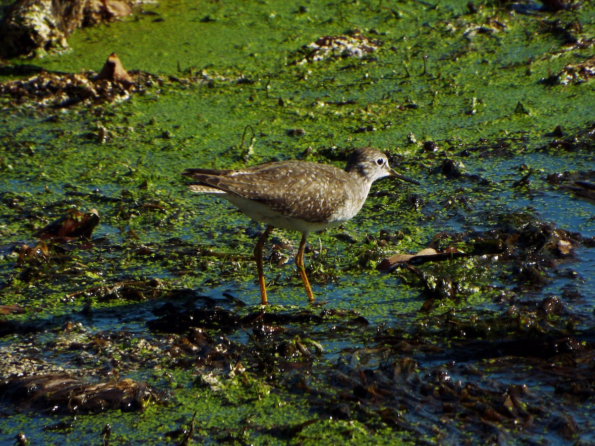 Lesser Yellowlegs - ML384089771