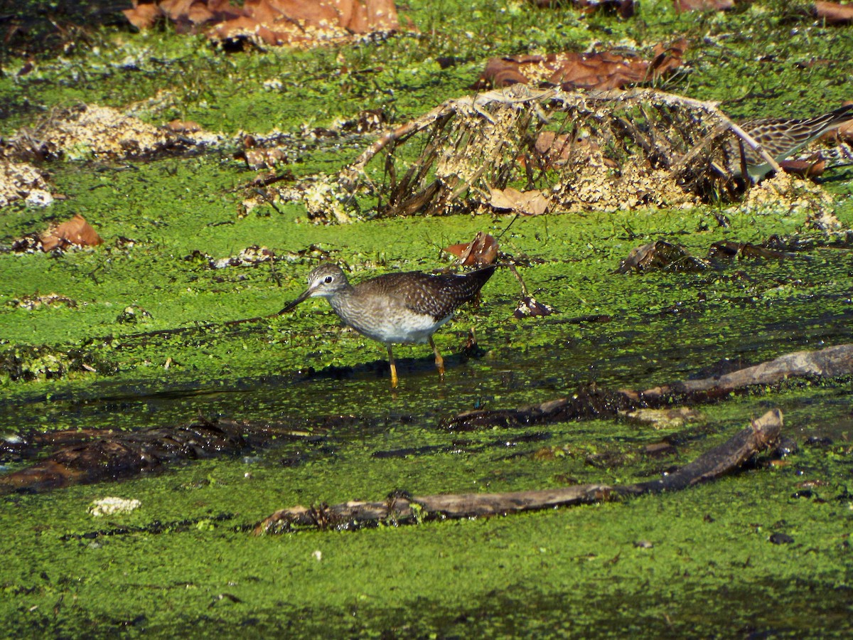 Lesser Yellowlegs - ML384089871