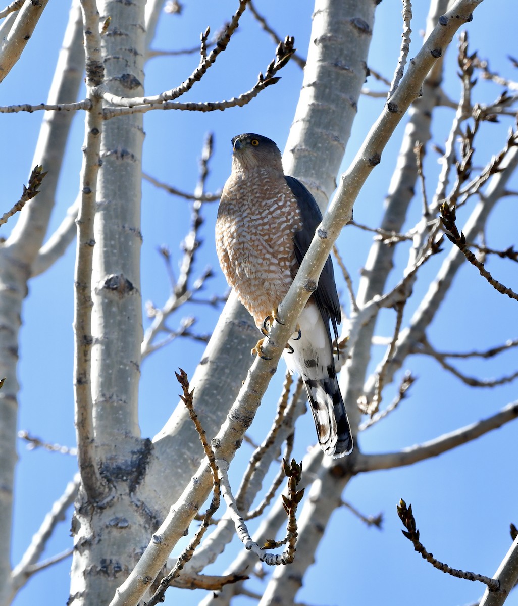 Cooper's Hawk - ML384089961