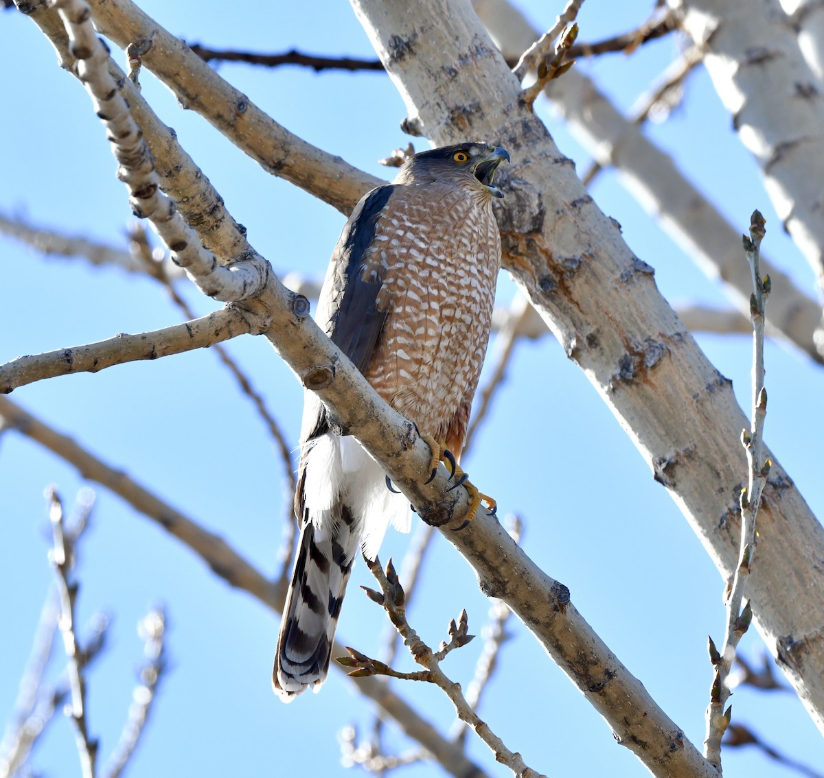 Cooper's Hawk - ML384089981