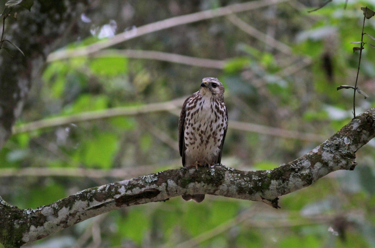 Broad-winged Hawk (Northern) - Jay McGowan