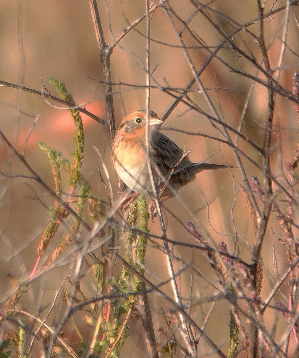 LeConte's Sparrow - ML384090541