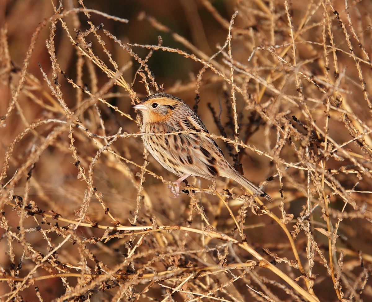 LeConte's Sparrow - ML384090691