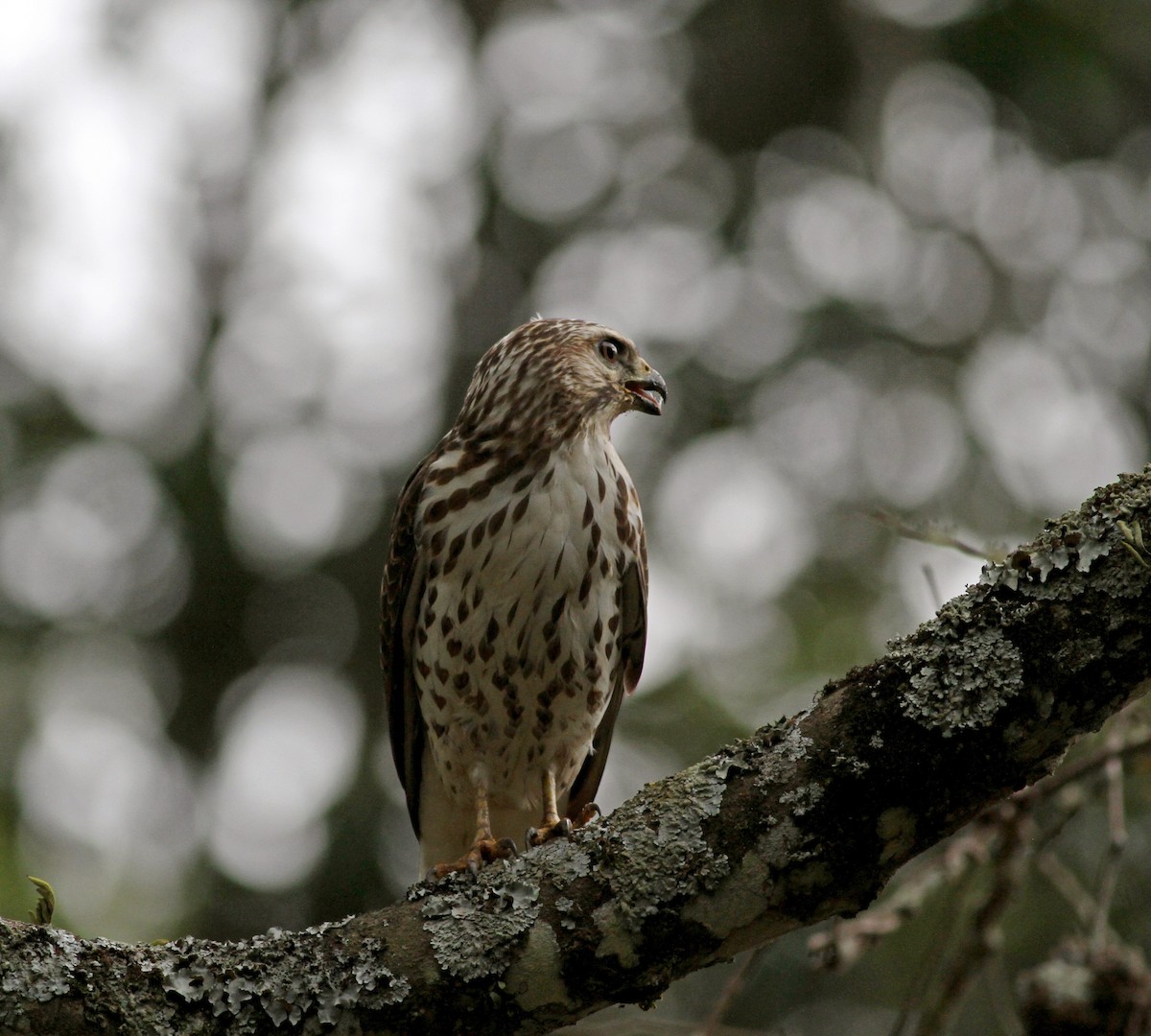 Broad-winged Hawk (Northern) - Jay McGowan