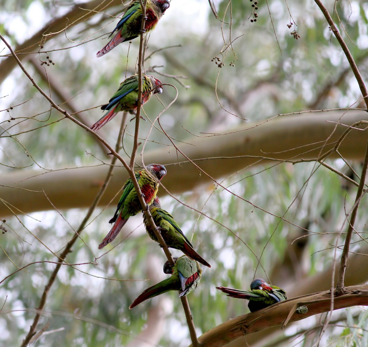 Painted Parakeet (Venezuelan) - ML38409241