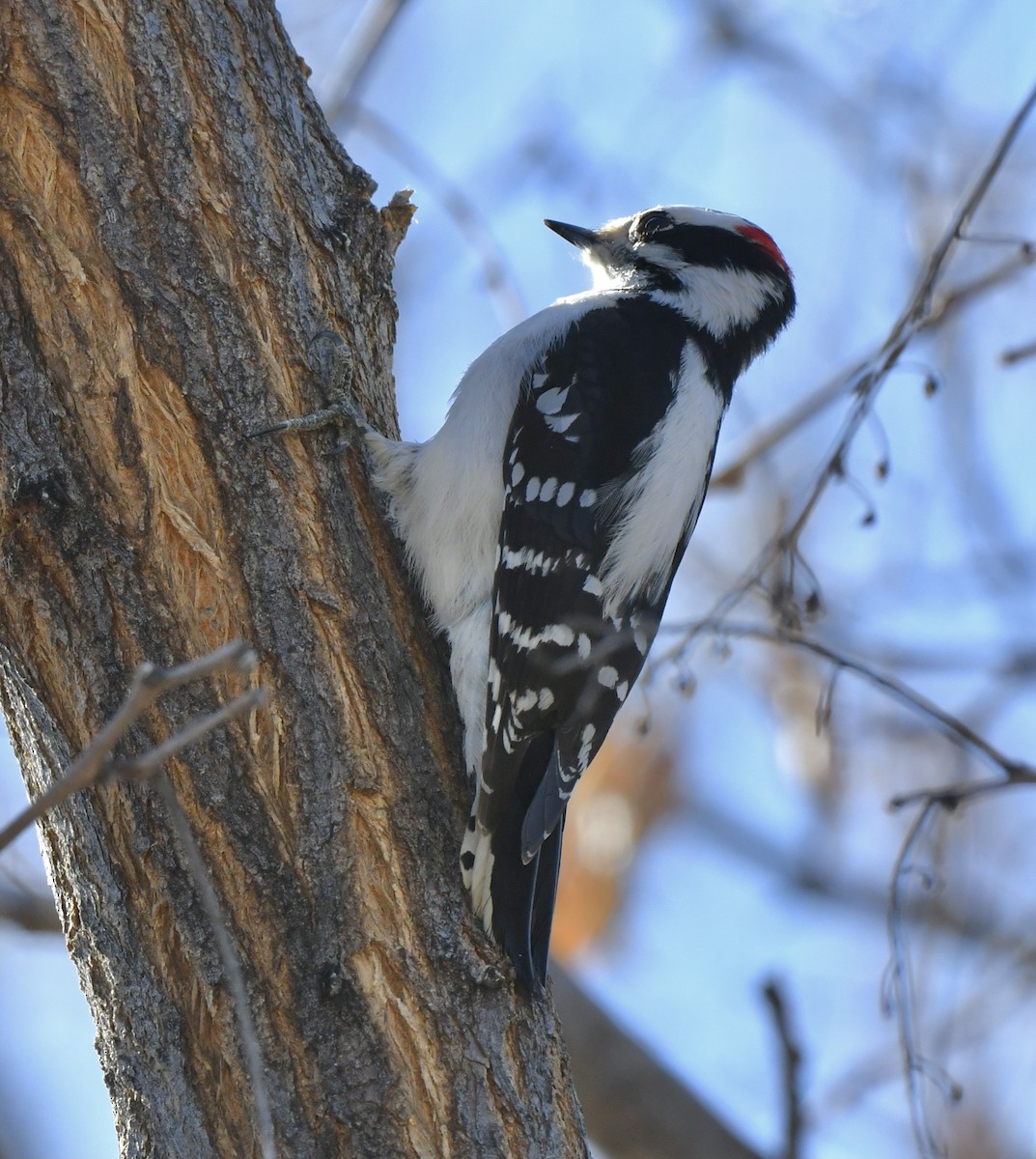 Downy Woodpecker - ML384092851